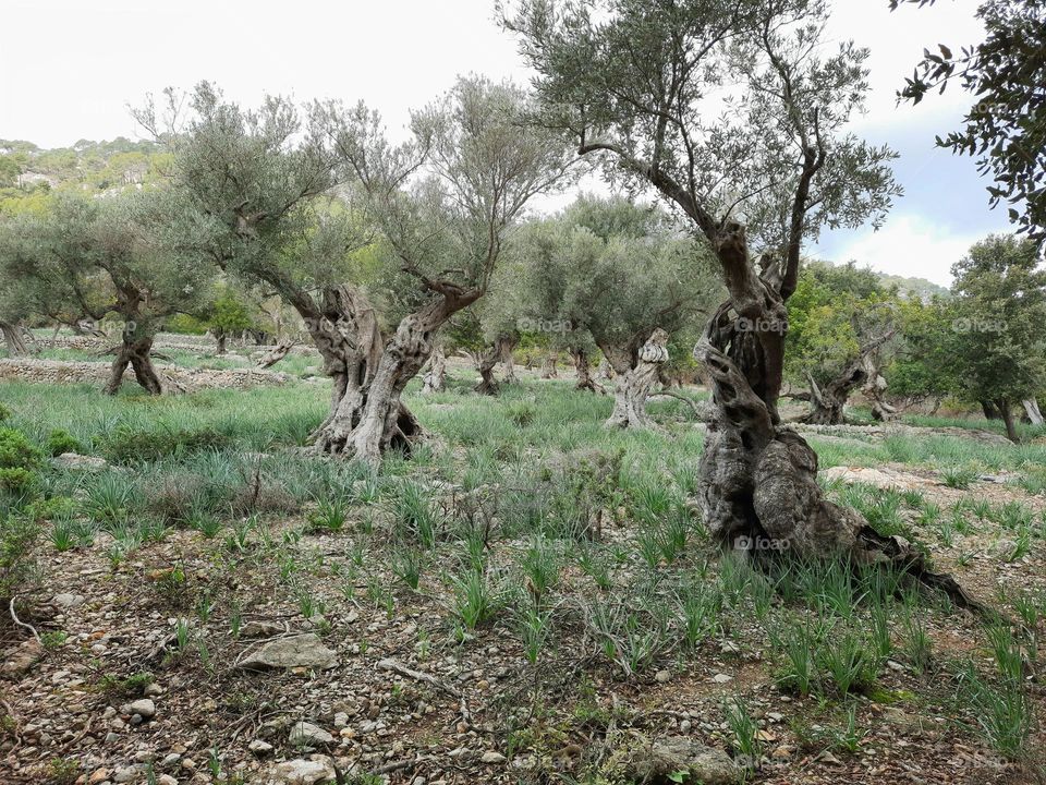 olive trees