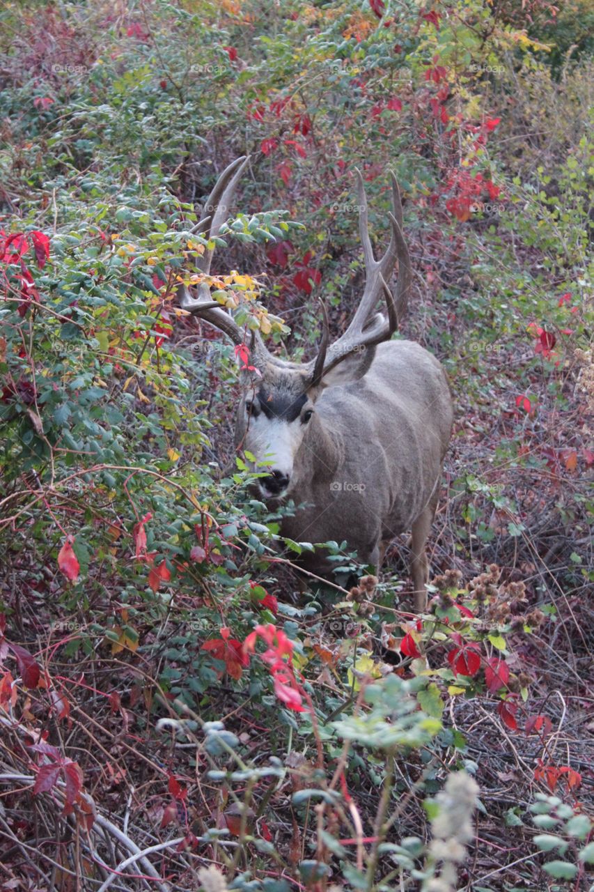 Deer at dusk