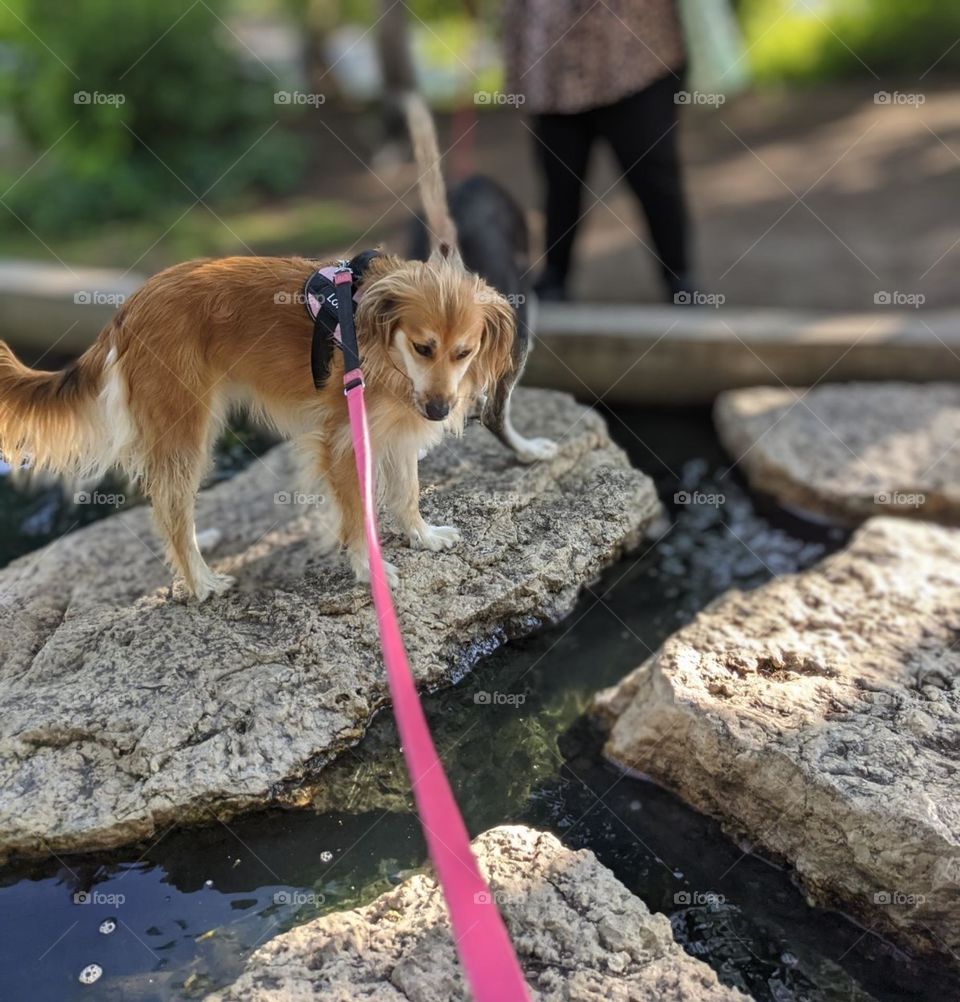 dog standing on the rocks over the water in the park