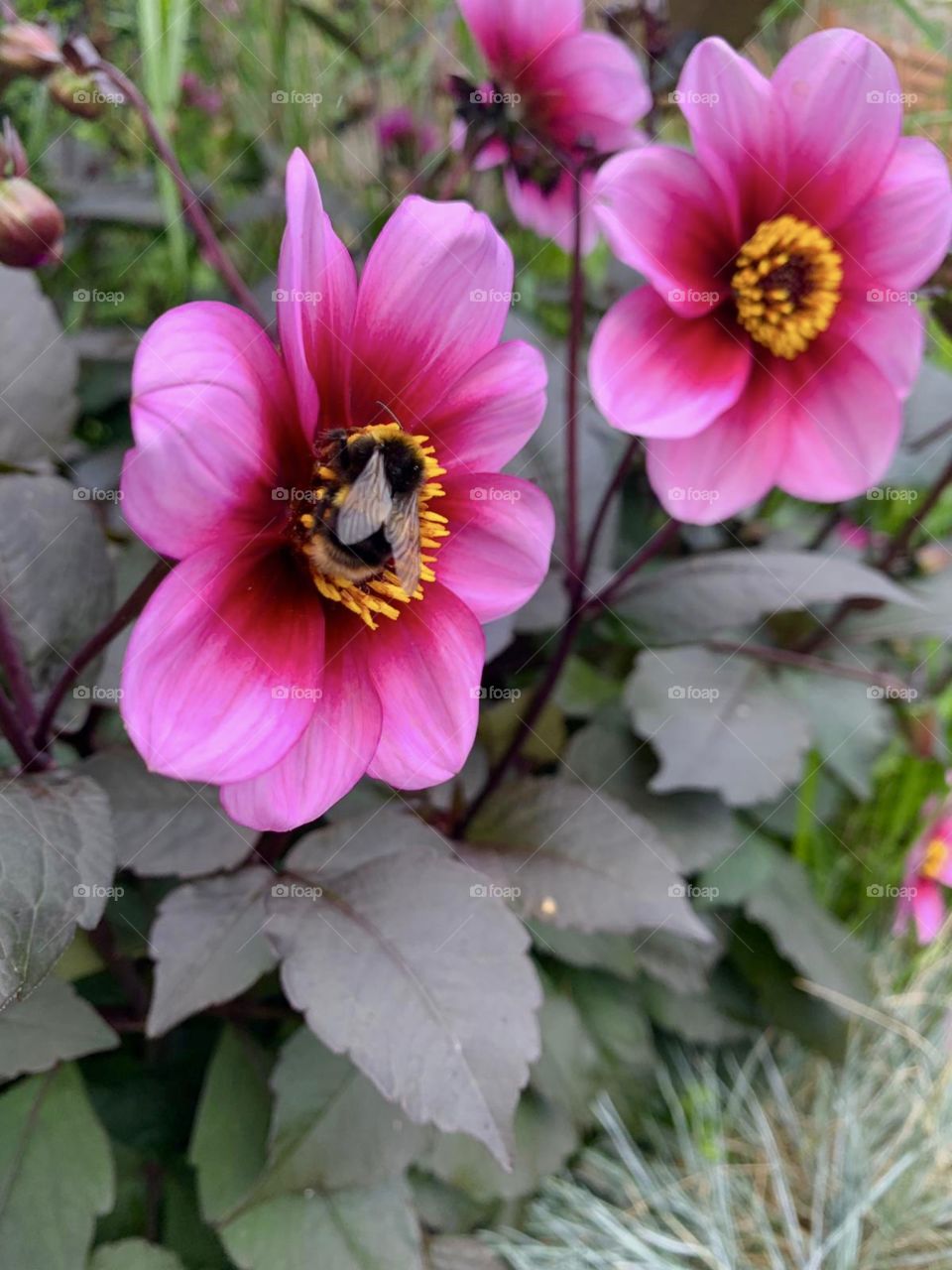 Bumble bee 🐝