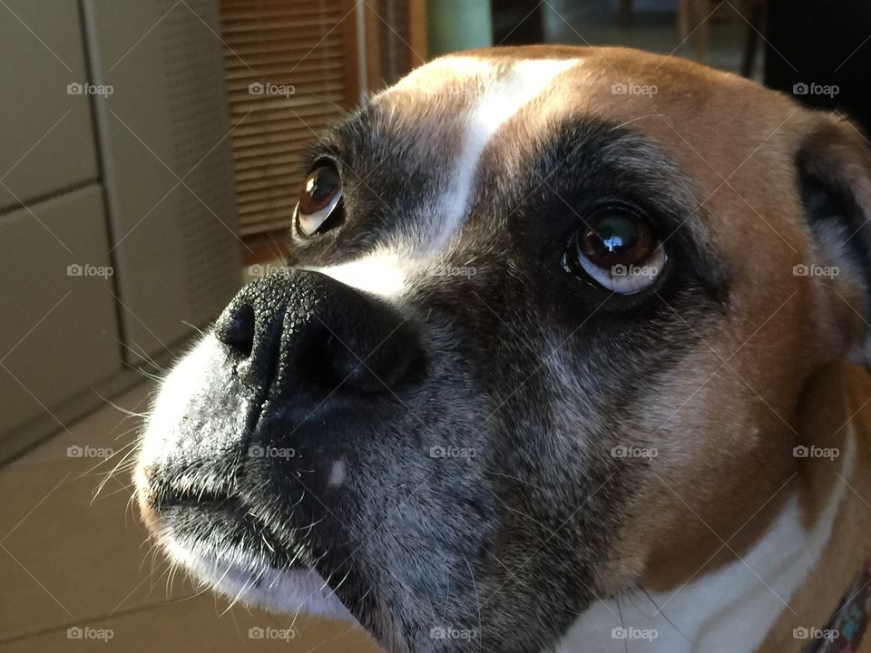 Dog. Boxer dog indoor