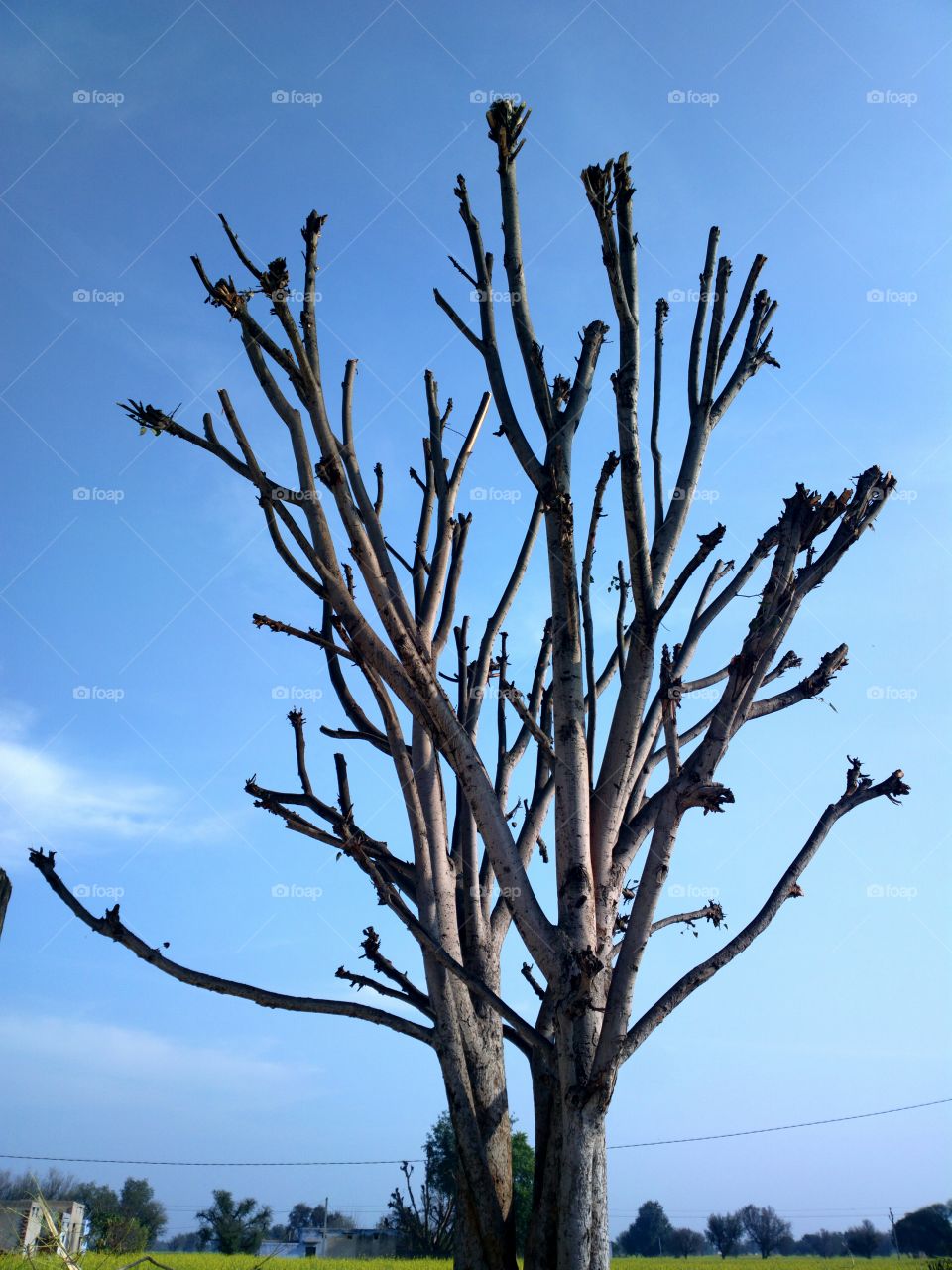 unleaf tree