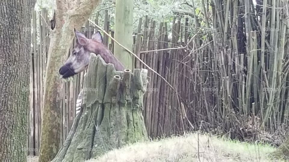 An okapi hides behind a tree at Animal Kingdom at the Walt Disney World Resort in Orlando, Florida.