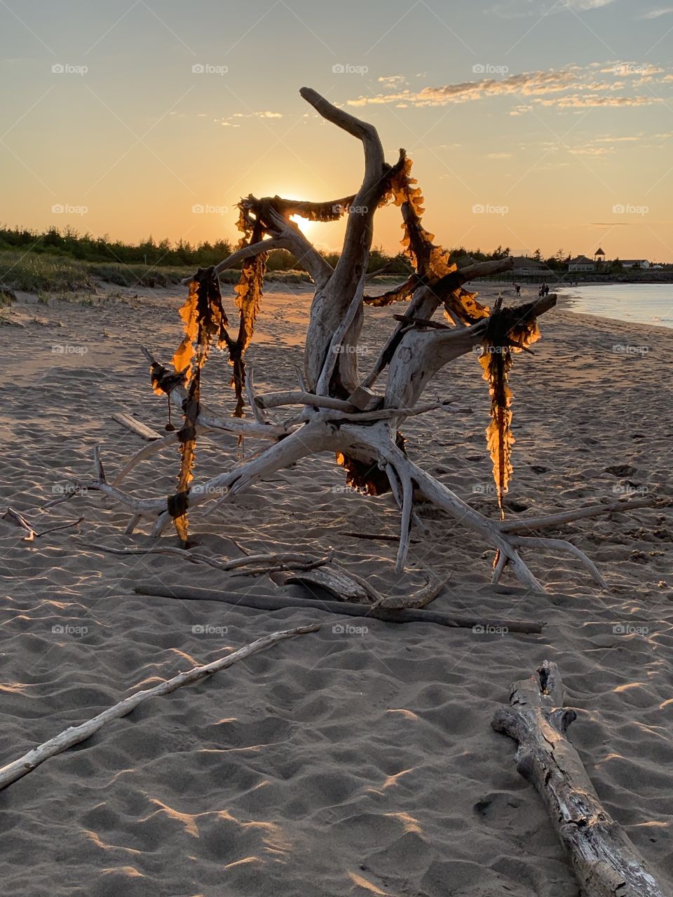Washed up log in the Dunes in Bouctouche, New Brunswick at sunset. Notice the seaweed dangling.