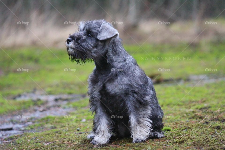 miniature schnauzer puppy