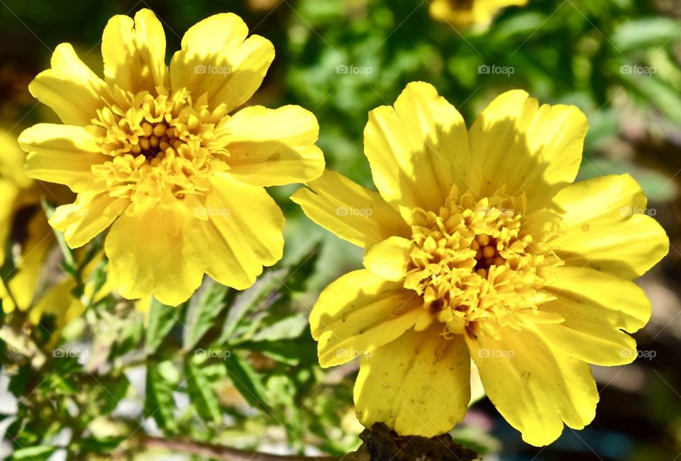 Yellow neighborhood flowers