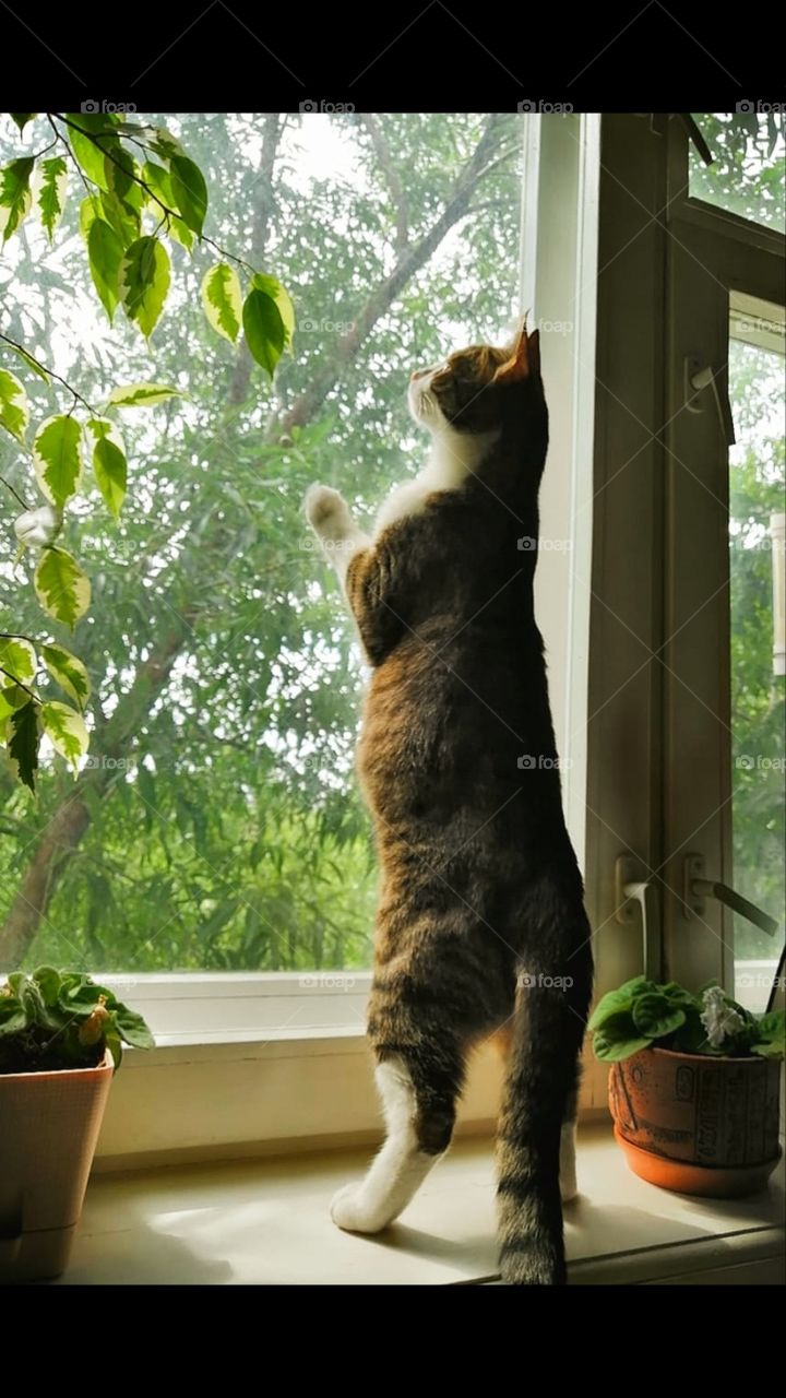 The cat on the windowsills stands on its hind legs and looks out the window.  Green trees outside the window