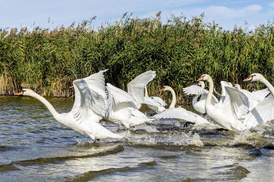 Flock of white swans