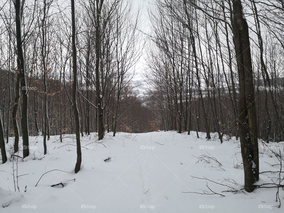 Forest in snow