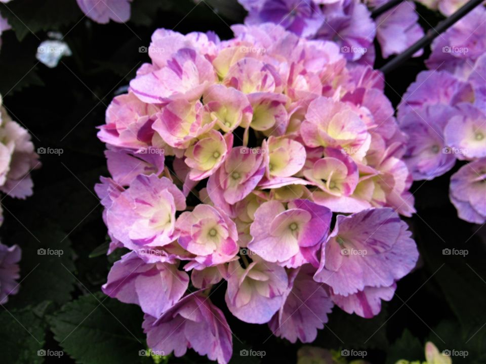 Hydrangea