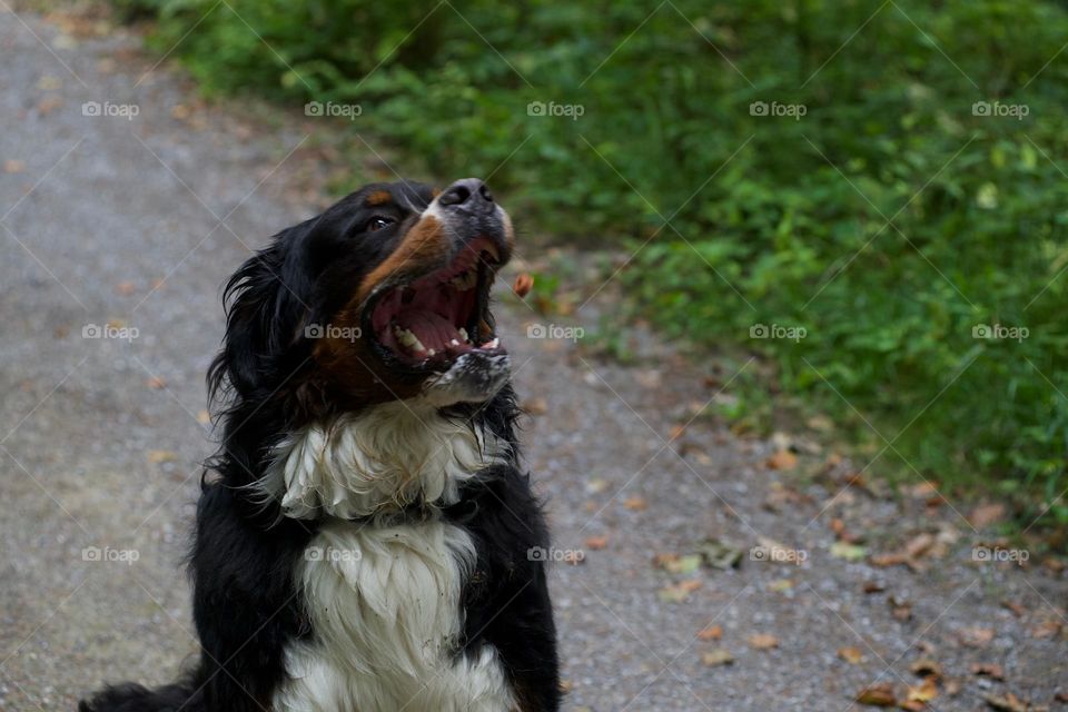 Dog bernese mountain