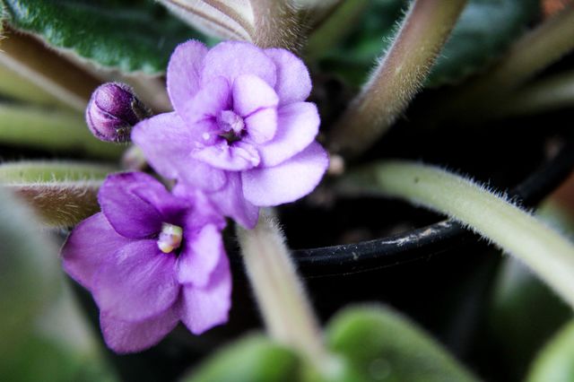 весна, цветы, природа, фиалки, листья, растения, природа, spring, flowers, nature, violets, leaves, plants, nature