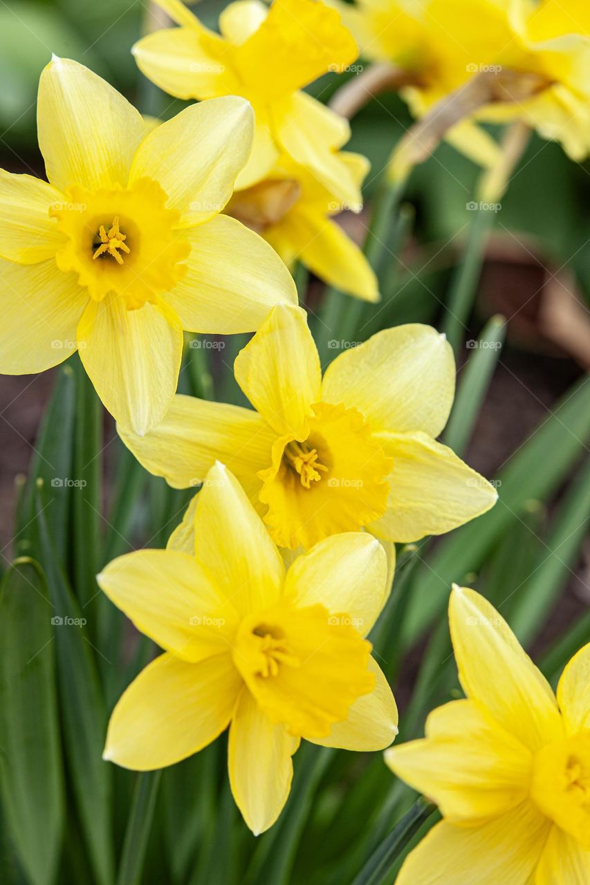 Yellow narcissus flower. Spring colours.