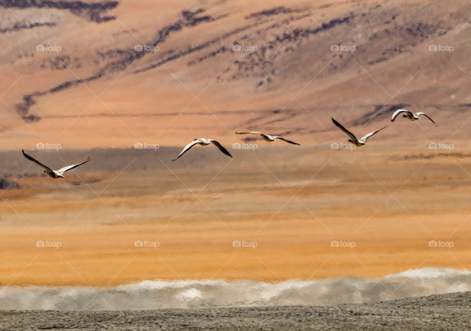 birds flying