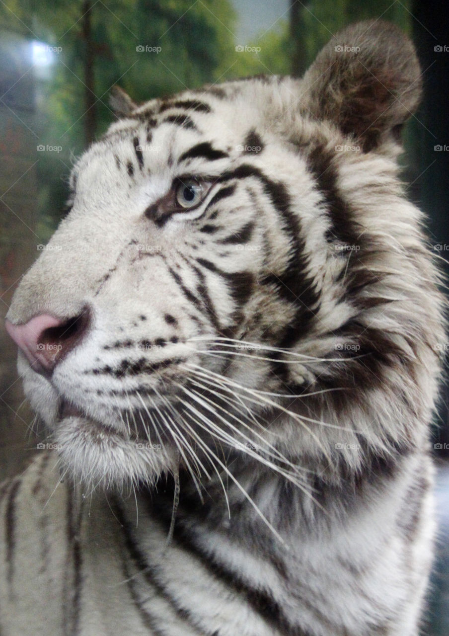 White tiger close up 