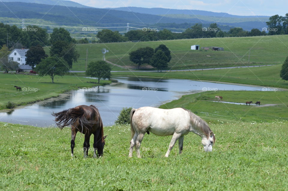 Grazers
