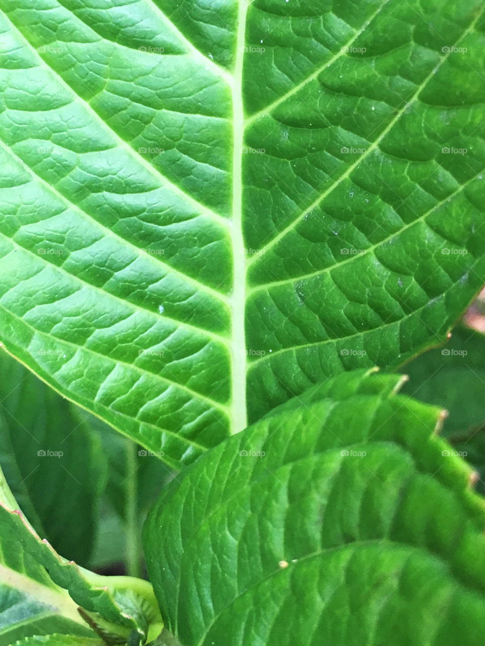 Green leaf macro with textured surface lines 