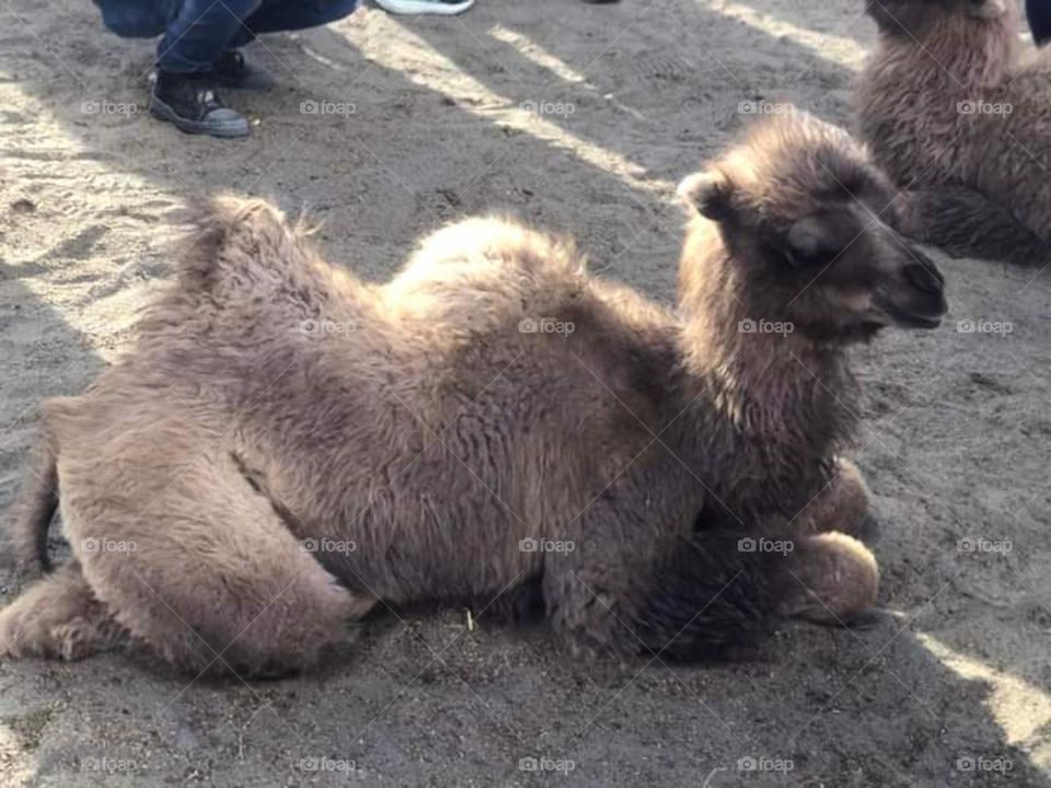 Bactrian camel