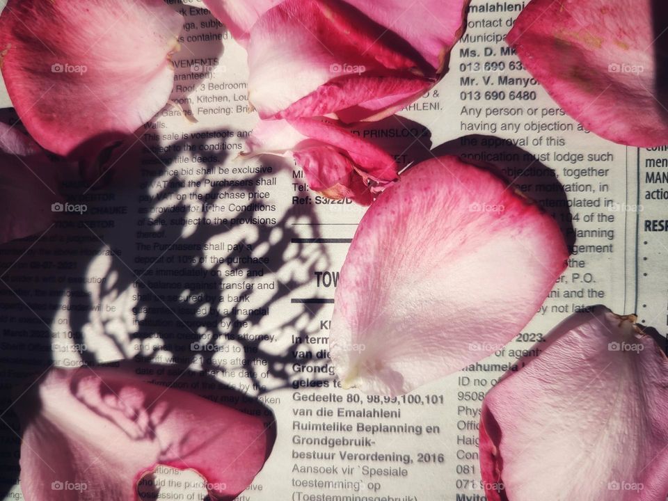 Rose petals on a newspaper with leaf shadow