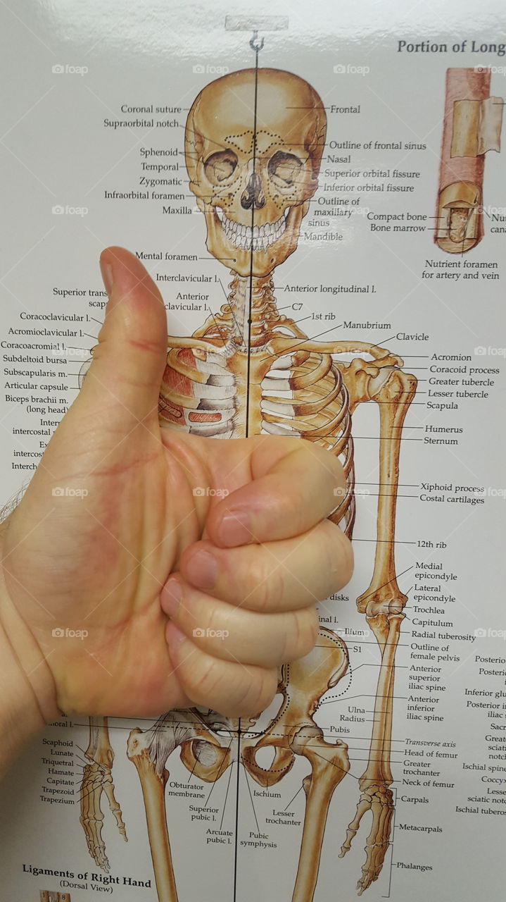 thumbs up for the skelaton