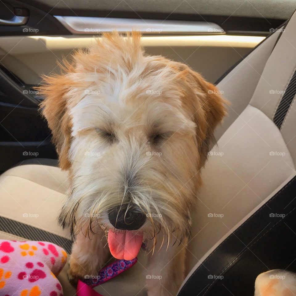 first hair cut and she is definitely pulling it off tremendously. baby girl is 5 months old as of a few days ago ! 🐶🎀