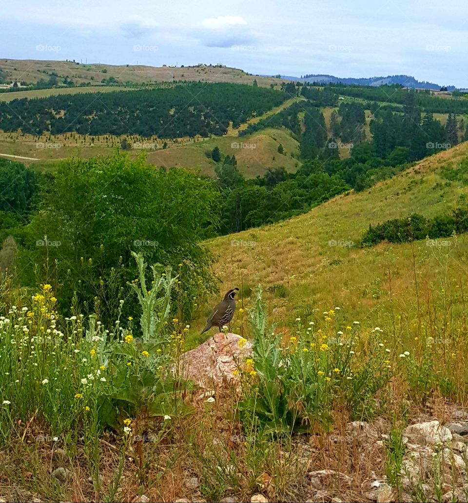 One Calm Quail , 
Looking Over The Vast
And Beautiful Valley.