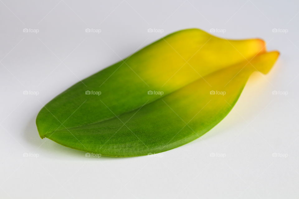 green leaf