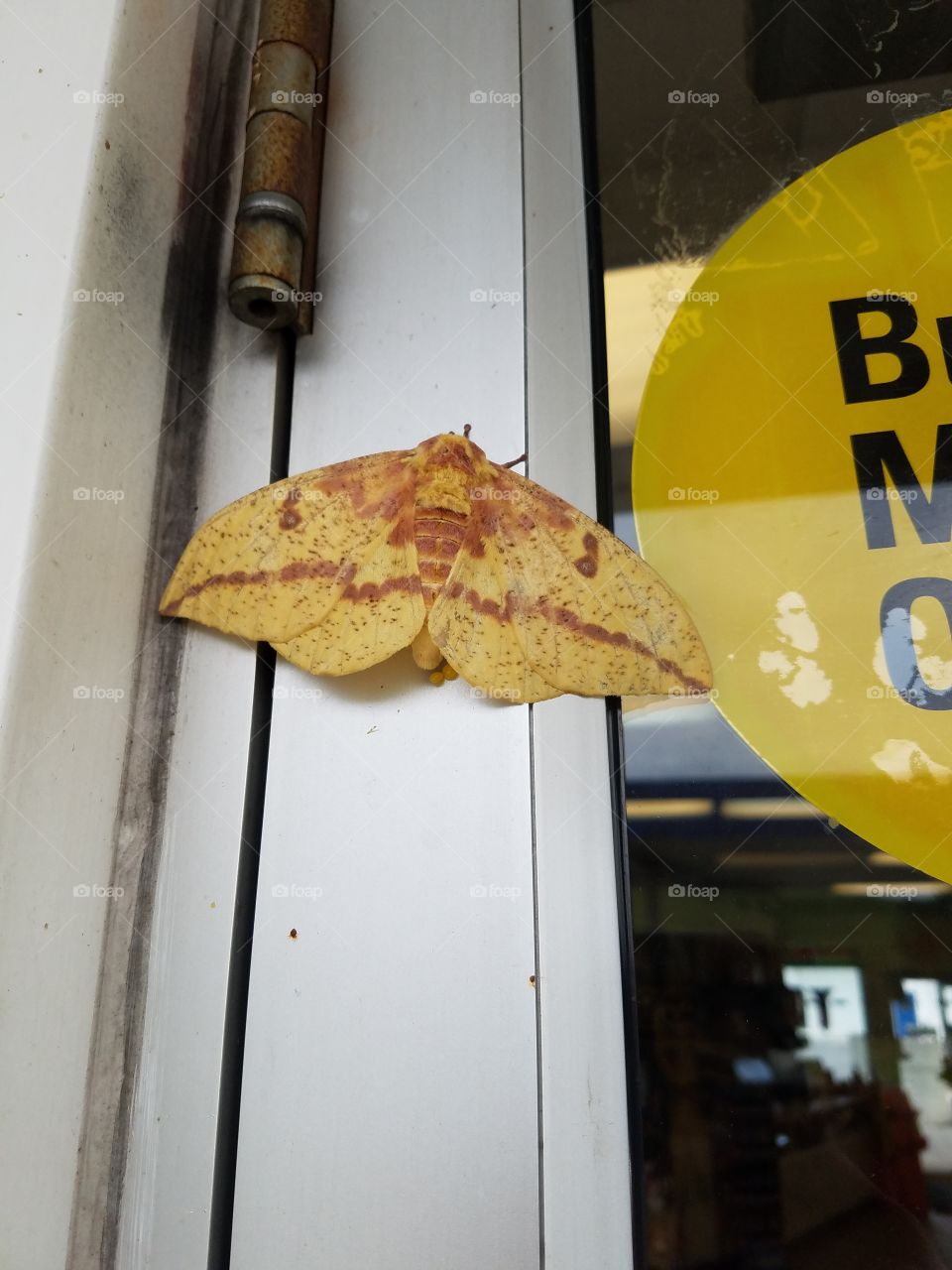 #moth