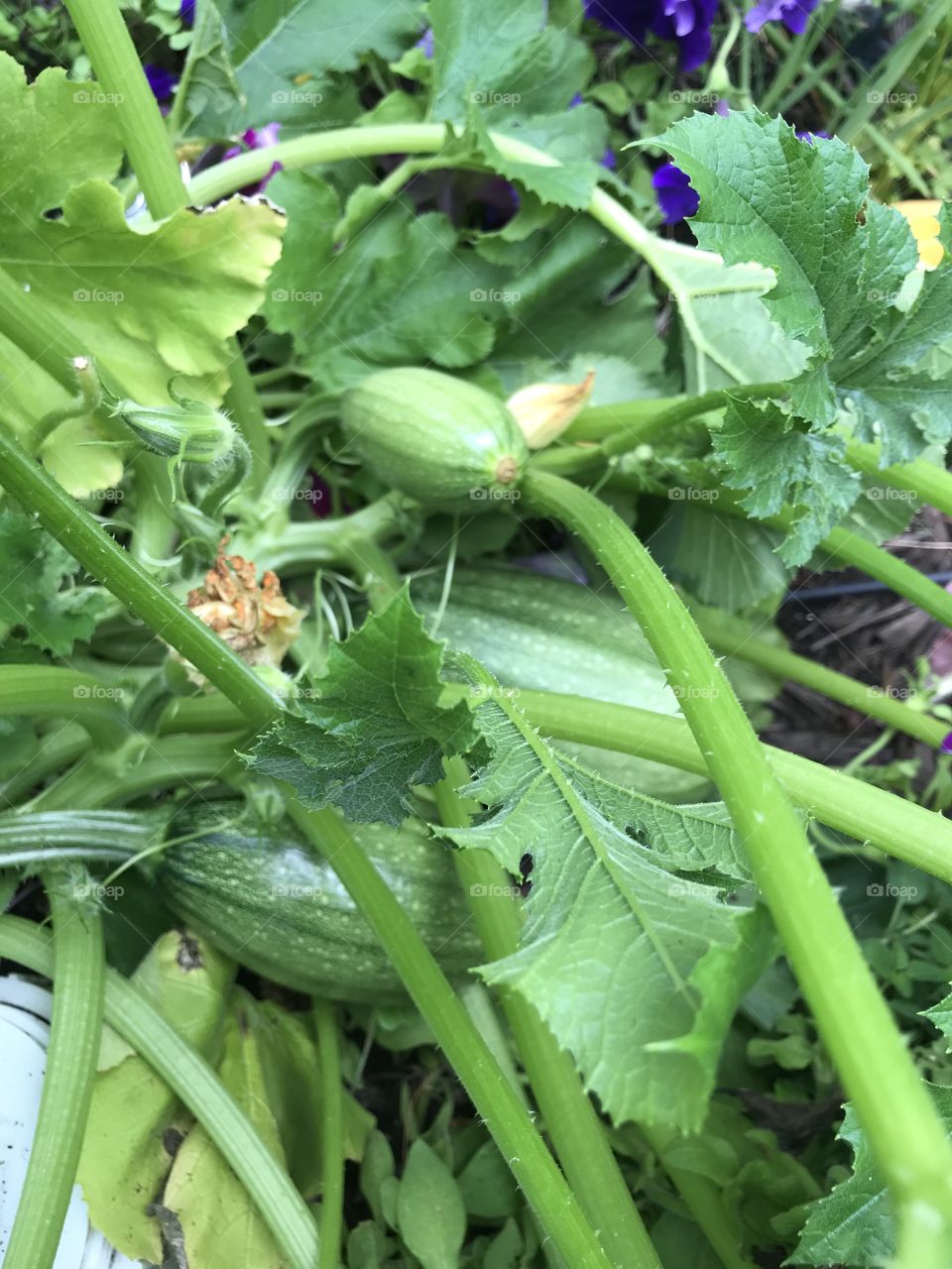 Organic spaghetti squash in the garden!