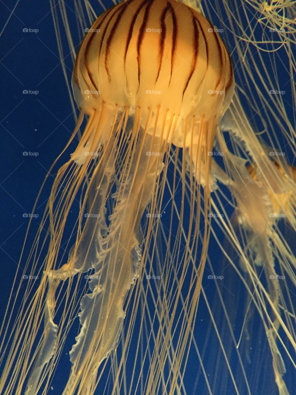 Jellyfish. Shot this while on vacation this summer.