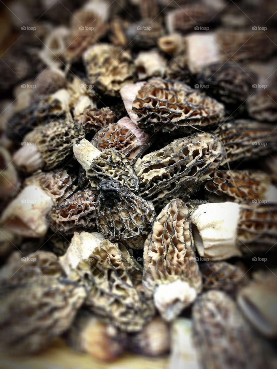 Morel mushrooms detail