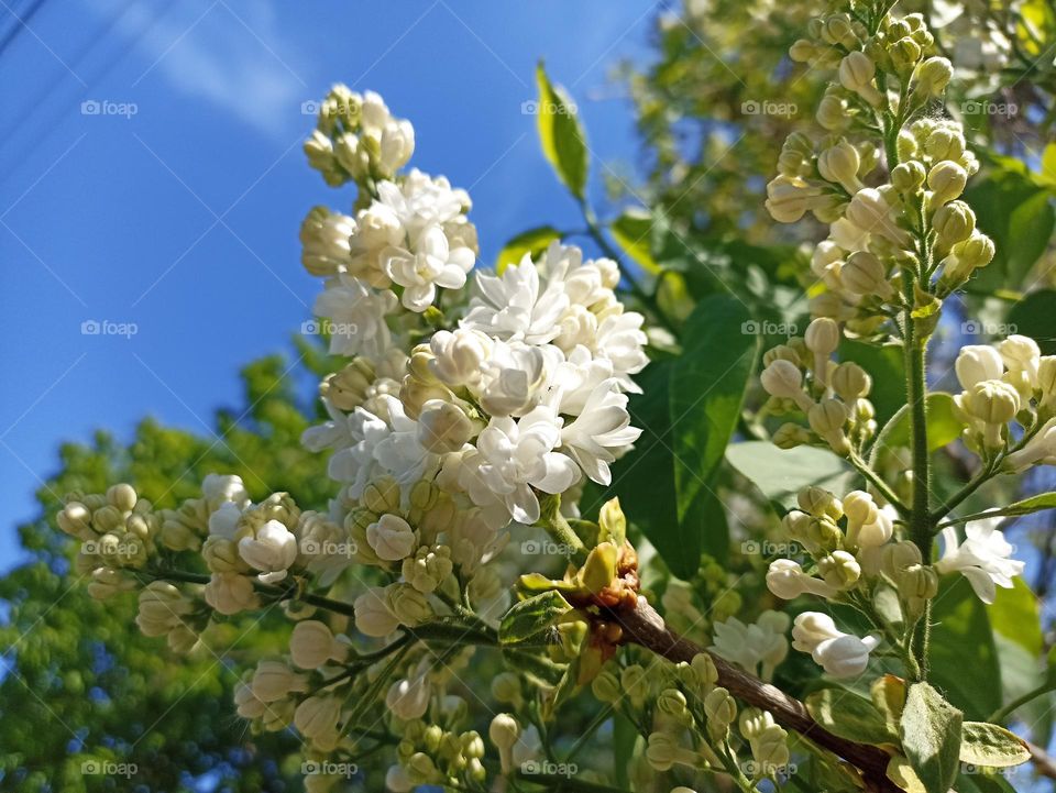 Syringa vulgaris, the lilac or common lilac, is a species of flowering plant in the olive family Oleaceae, native to the Balkan Peninsula, where it grows on rocky hills