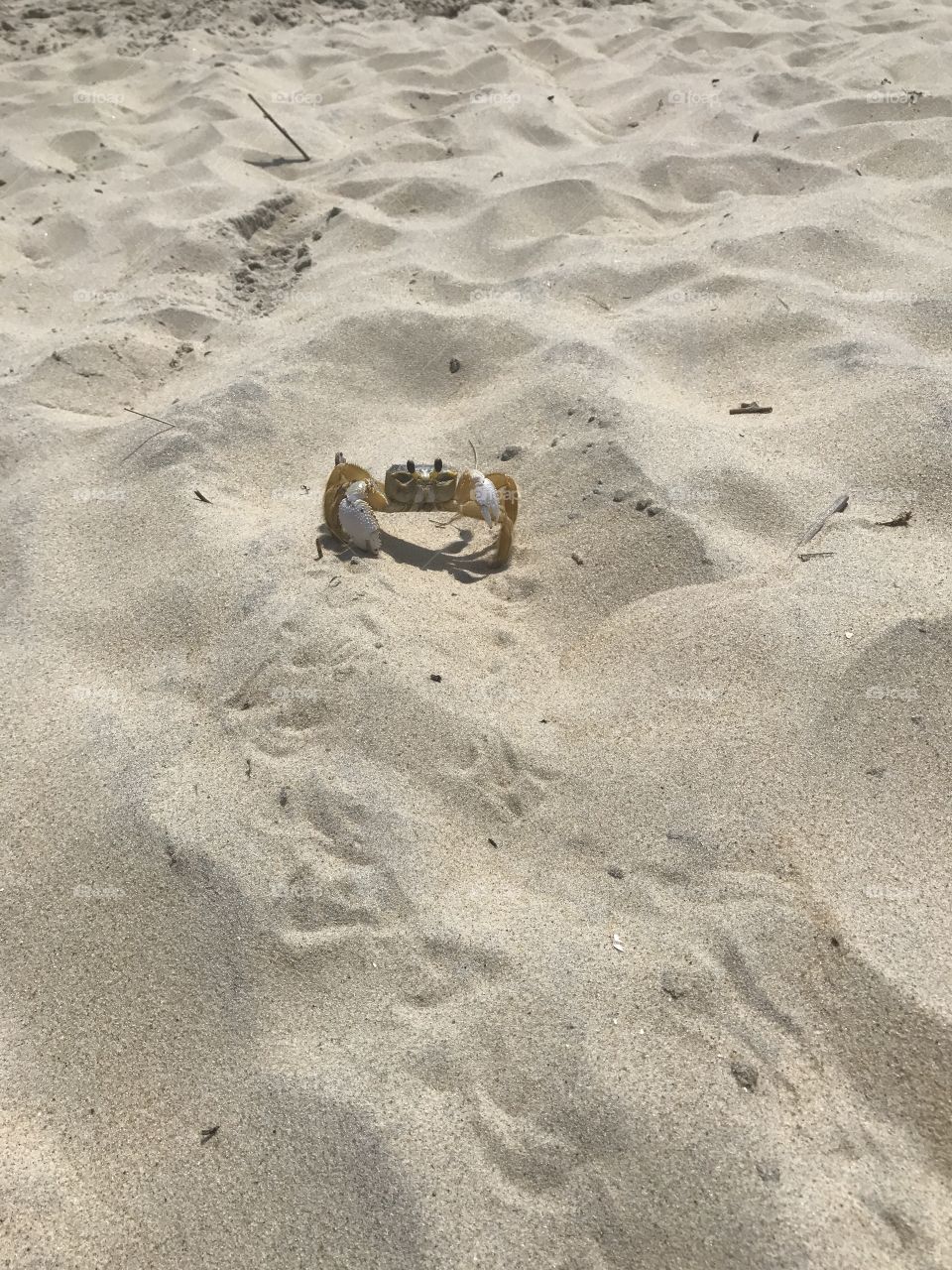 Crab trotting along 