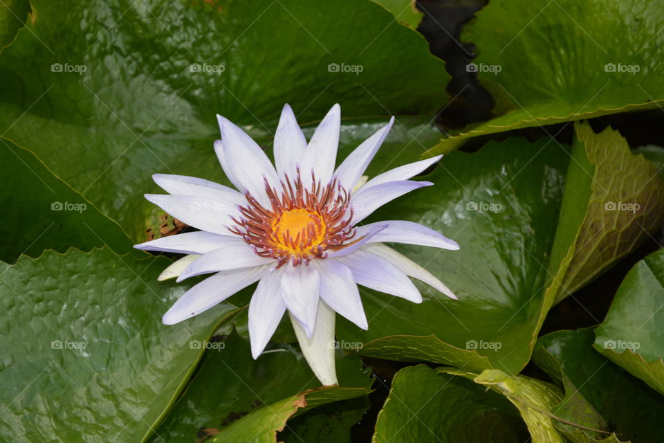 Lilly pad flower I saw at a pond in humble Texas