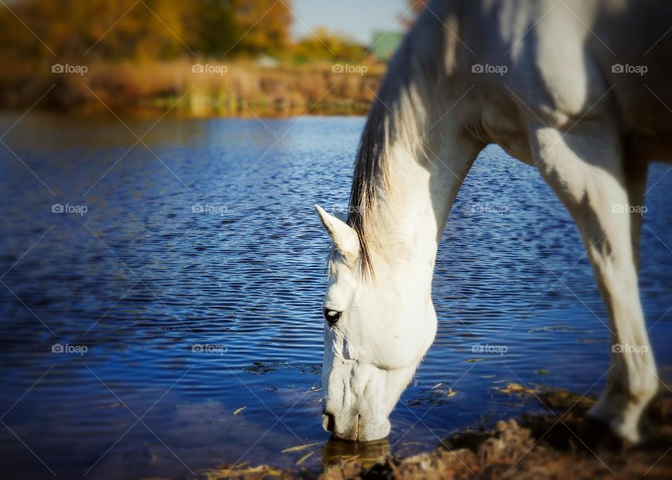 Heart My Gray Mare Horse Getting a Drink Out of the Pond in Fall