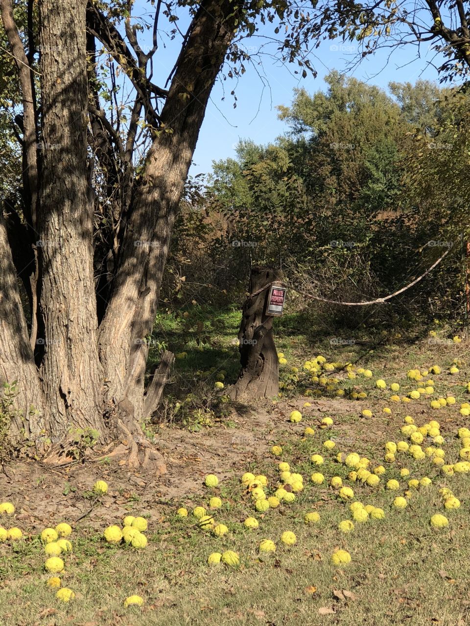 Hedgeball tree