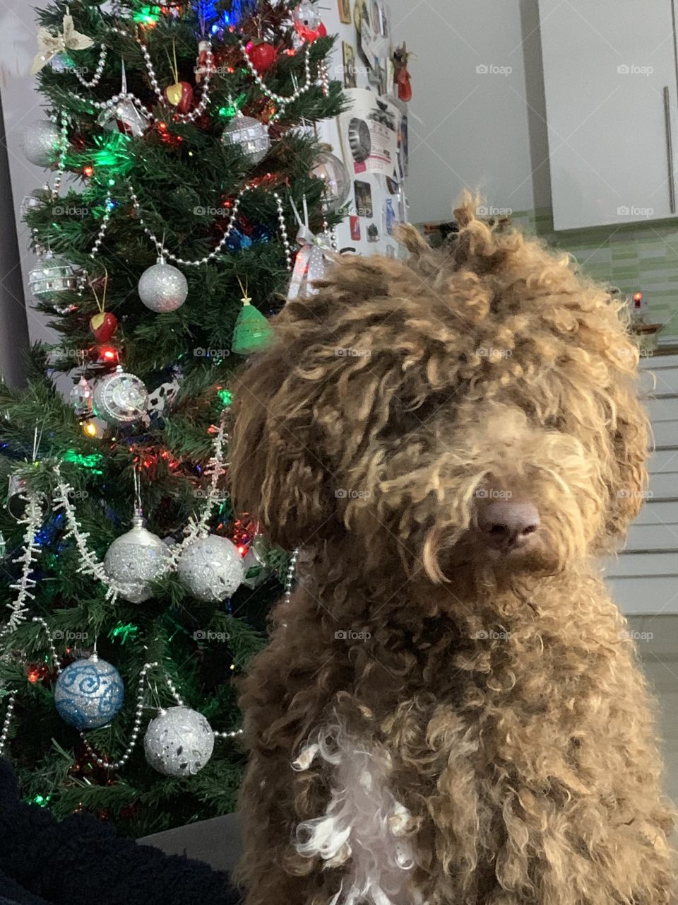 ‘kali’ Spanish waterdog 