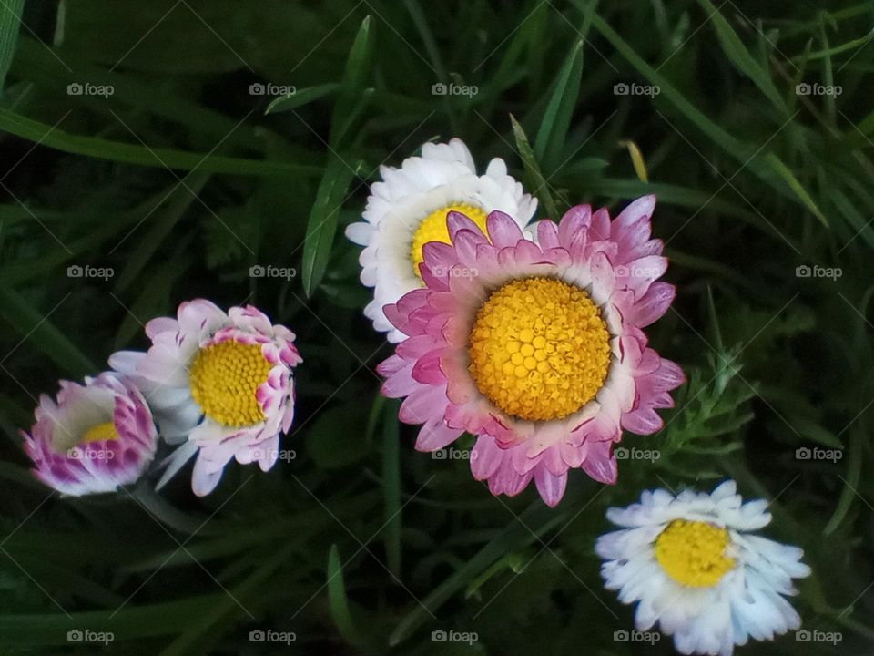 Small and cute flowers💮 A harmonious and pleasant combination of colors. As always, nature is unsurpassed💚
