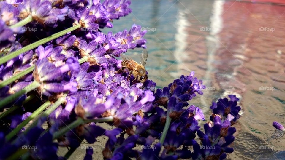 Bees on a bunch of lavender flowers