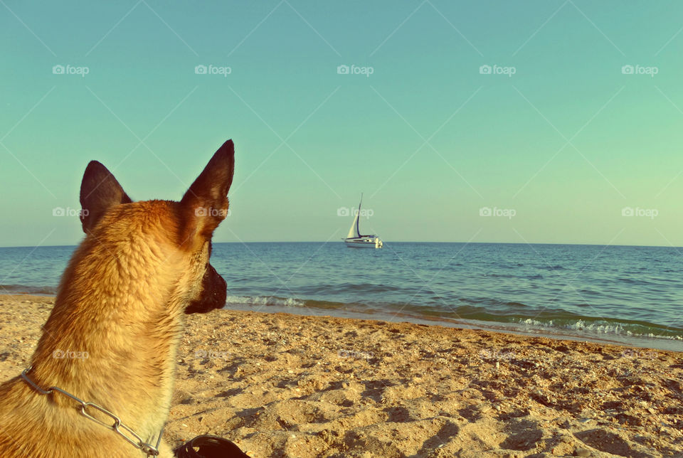 Belgian shepherd malinois dog and Sea