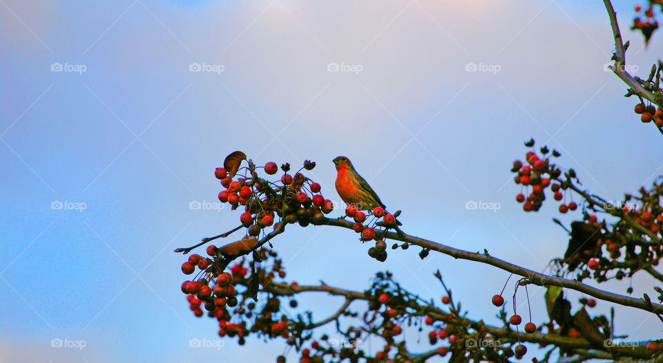 Bird perching on tree branch