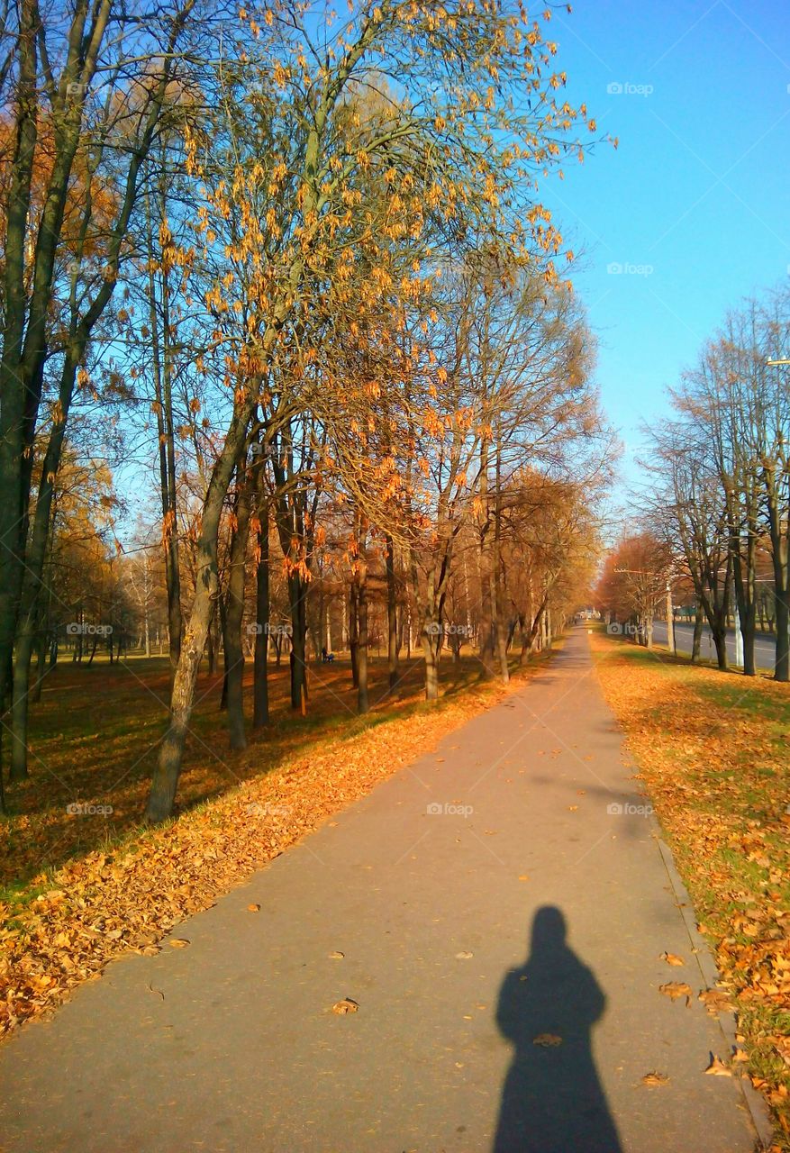 Fall, Tree, Leaf, Road, No Person