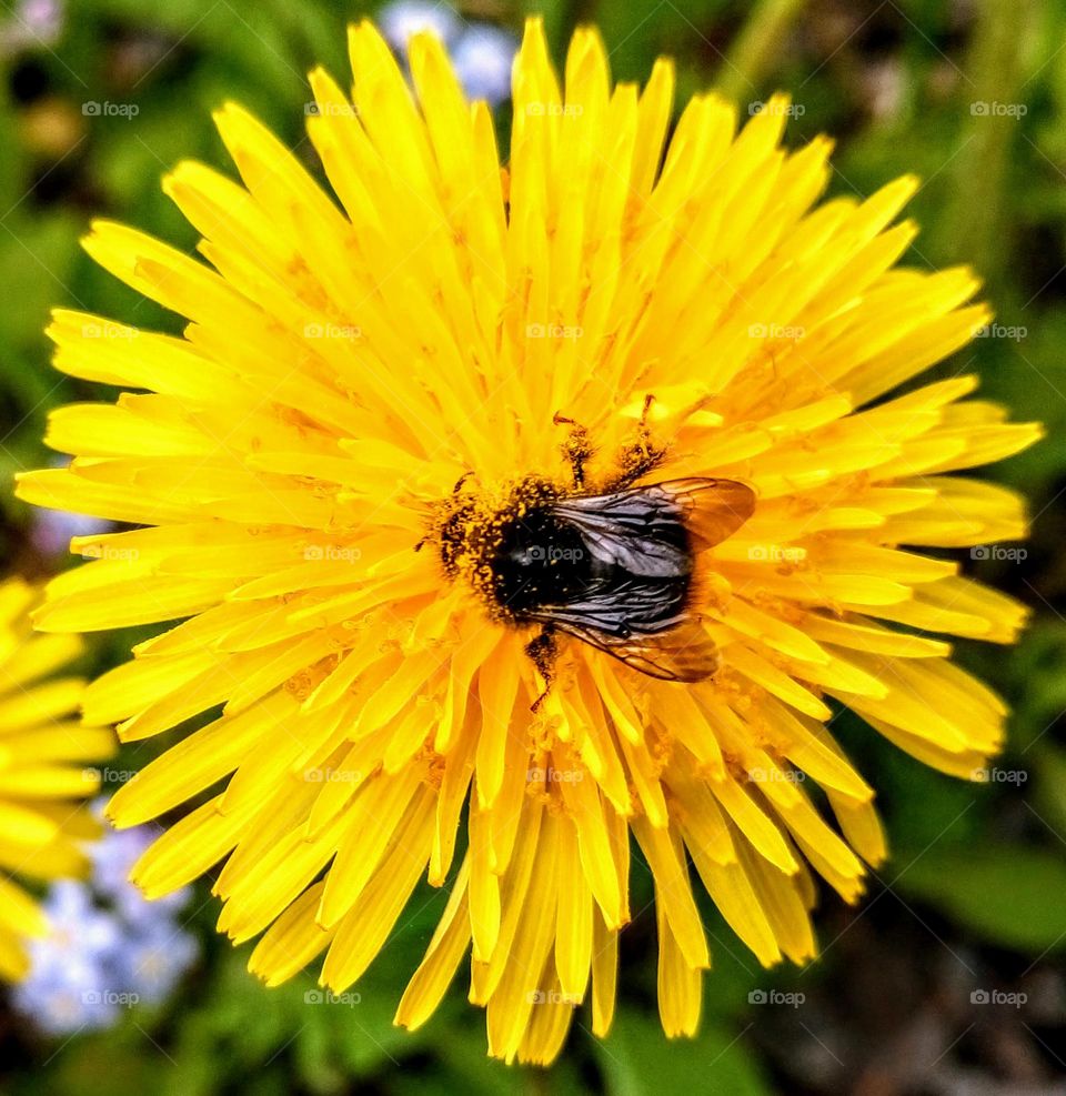 Flower and bee