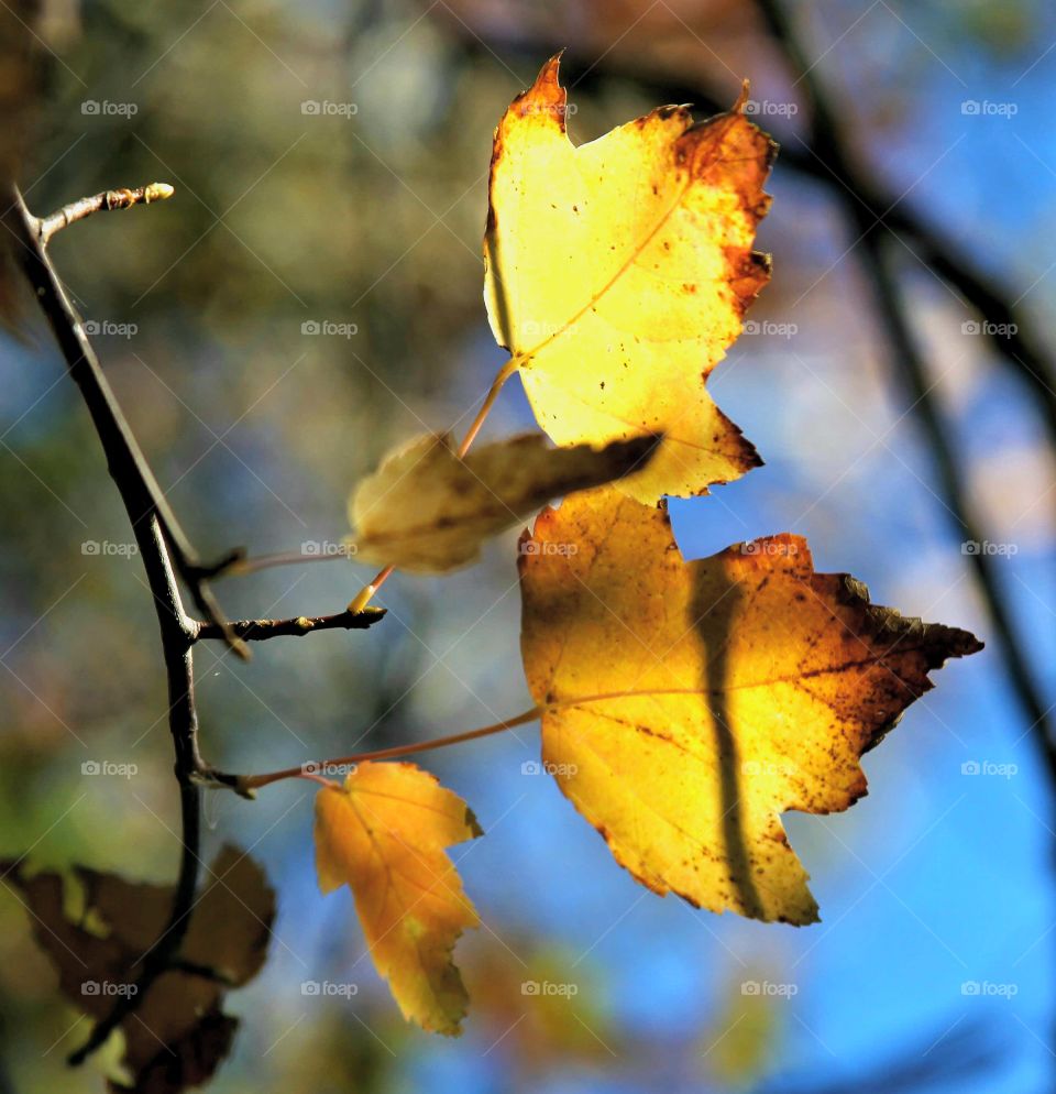 yellow leaves.