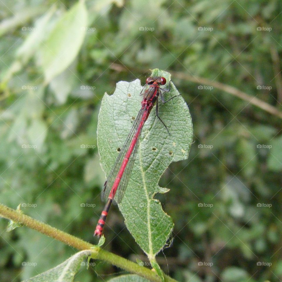 Red dragonfly