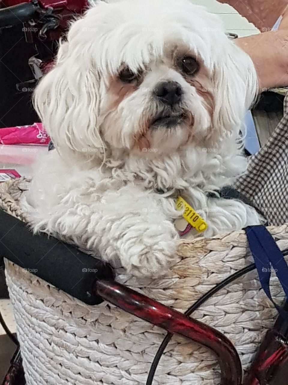 Puppy Dog in Basket