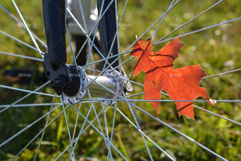 red leaf and metal bike wheel green background