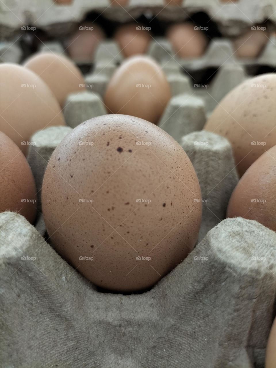 chicken eggs for background