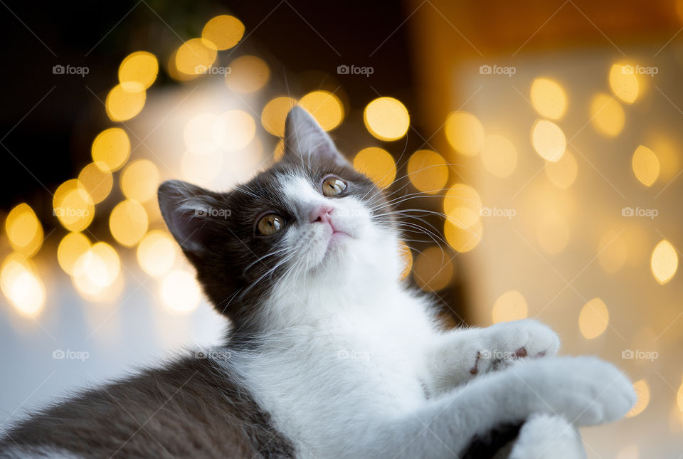 Portrait of beautiful british shorthair cat on bokeh background