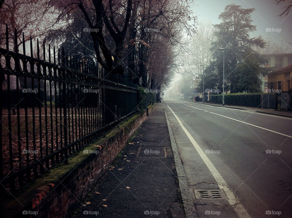 street grey trees road by aledigangi